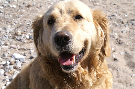 adult golden retriever on focus photo thumbnail