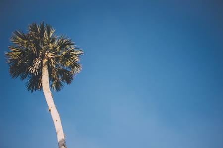 palm tree under blue sky thumbnail