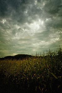 corn field under cloudy sky thumbnail
