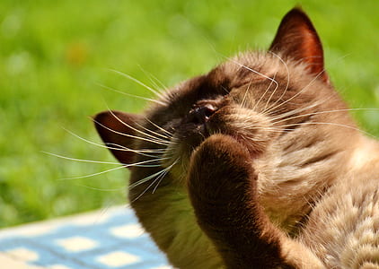 brown cat near grass field thumbnail
