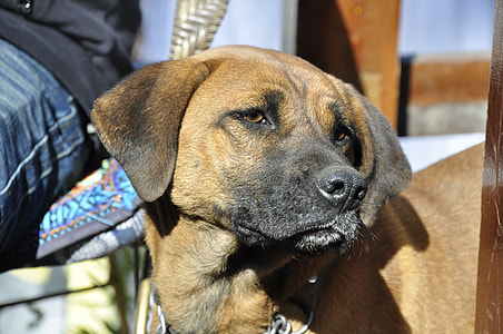 selective focus photography of short-coated tan dog thumbnail