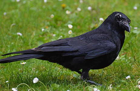 black crow on green grass thumbnail