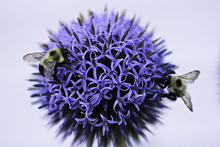 two bees on purple flower thumbnail