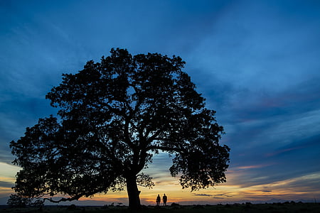 brown tree during golden hour photography thumbnail