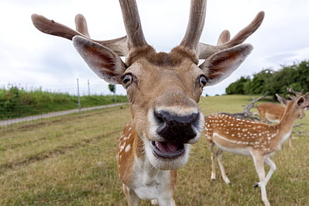 close view of deer's face thumbnail