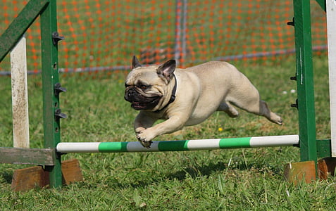 fawn pug jumping over obstacle thumbnail