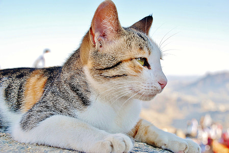 black, white, and brown cat thumbnail
