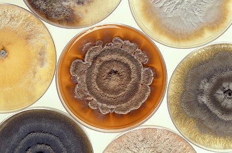 mold, growing, petri dishes, cultures, strains, phomopsis thumbnail