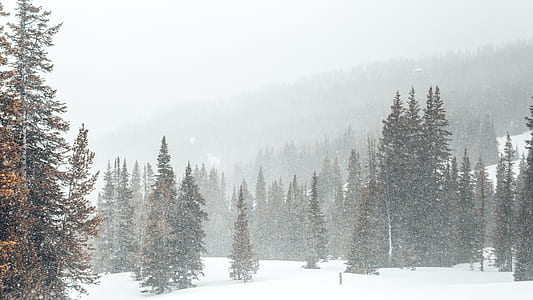 forest in snow storm thumbnail