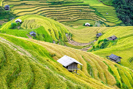 landscape, field, countryside, agriculture thumbnail