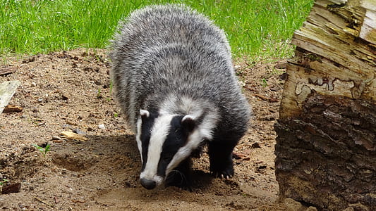 black and white badger walking on stand beside log during daytime thumbnail