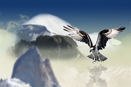 black and white eagle with mountain view thumbnail