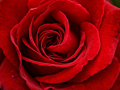 closeup photo of Red Rose Flower thumbnail