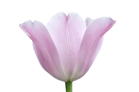 pink tulip flower selective focus photography thumbnail