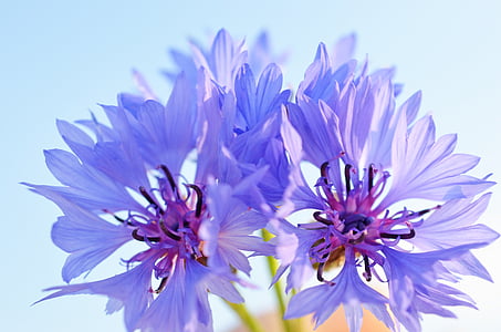 closeup photography of purple flower thumbnail