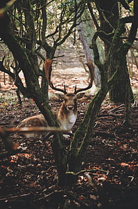 brown reindeer laying on brown soil thumbnail
