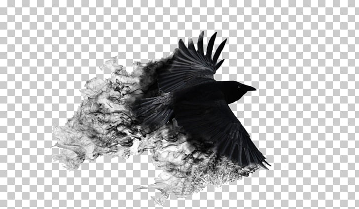 Crows Ultra-high-definition television Desktop 4K resolution, crow, black bird illustration PNG clipart