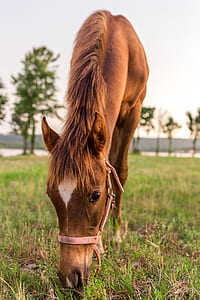 horse eating grass thumbnail