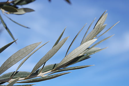 close-up photo of green leafed plant thumbnail