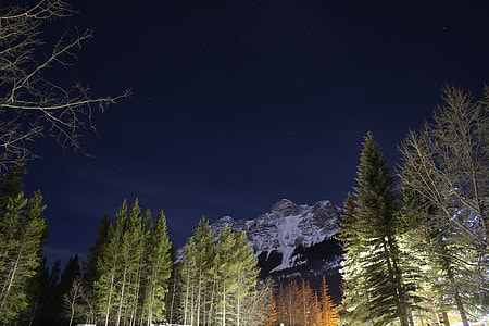 low angle photography of pine trees under glacier mountain thumbnail