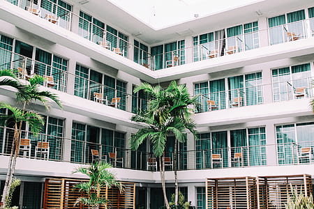photograph of majesty palm in front of building thumbnail