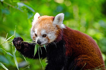 selective focus photography of red panda thumbnail
