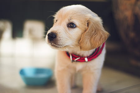tilt shift focus photography of golden retriever puppy thumbnail