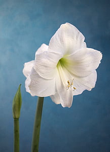 white flower thumbnail