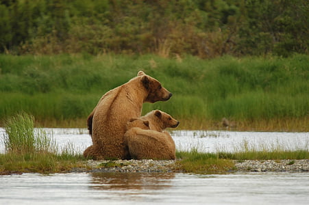 three brown bears on green grass near body of water thumbnail