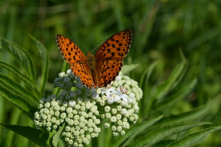 brown butterfly on top of green flower buds thumbnail