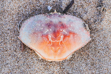 top view photo of orange crab on brown sand thumbnail