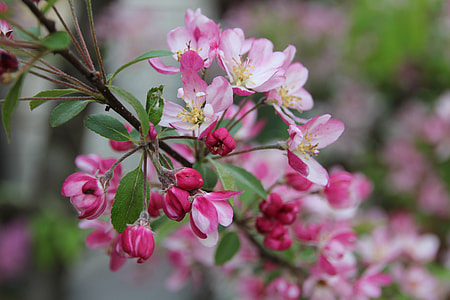 selective focus photo of pink petaled flowers thumbnail