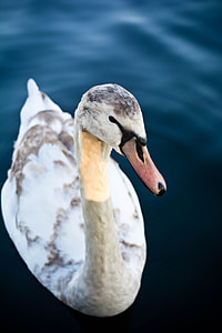 white and gray duck on body of water thumbnail