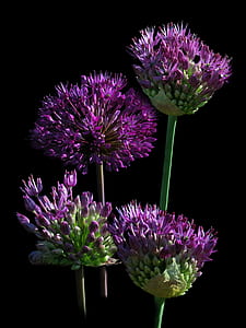 selective photo of purple petaled flowers thumbnail