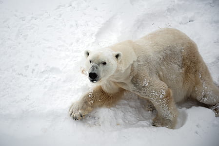 polar bear on snowfield during daytime thumbnail