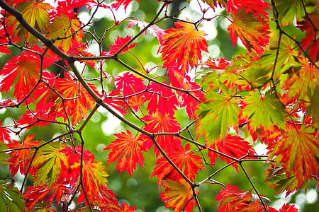 red and green leafed plants thumbnail