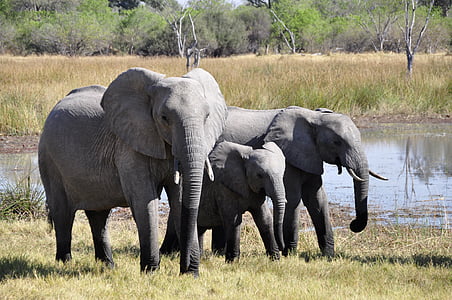 three grey elephants walking beside body of water during daytime thumbnail