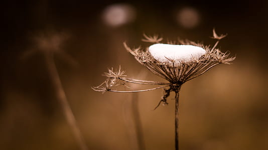 closeup photography of dandelion thumbnail