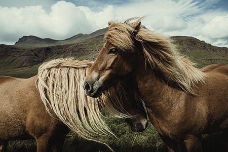 two brown horse on fieldd thumbnail
