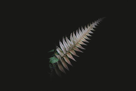 brown leaf thumbnail