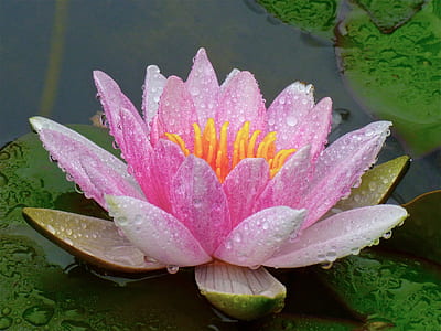 close-up photography of lotus flower with water droplets thumbnail