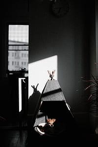 brown puppy lying in doghouse thumbnail