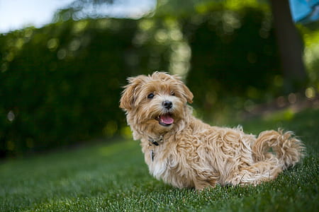brown and white Havanese puppy sitting on green grass field during daytime close-up photo thumbnail