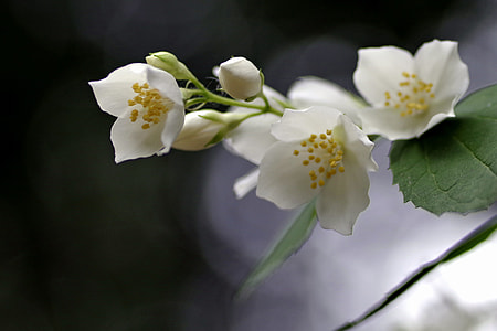 selective focus photography of white petaled flowers thumbnail