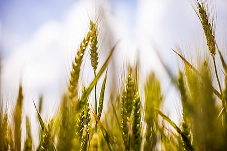 nature, field, agriculture, cereals thumbnail