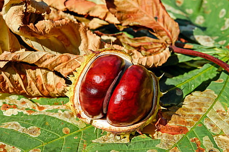 opened red and green fruit on green leaf thumbnail