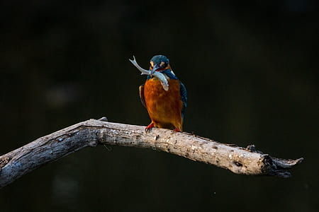 bird perched on the tree with small fish on the beak thumbnail