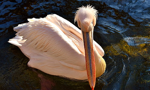 white bird on body of water thumbnail