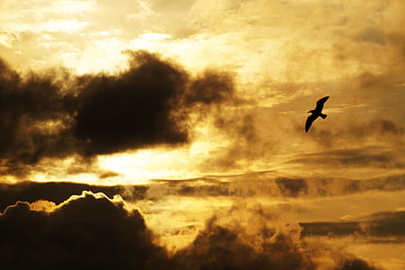 light, dawn, landscape, nature thumbnail