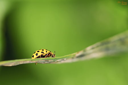 shallow focus photo of yellow and black beetle thumbnail